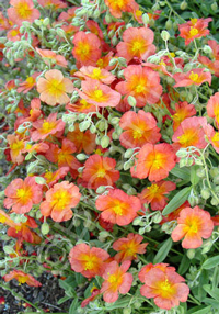 Helianthemum 'Fire Dragon'