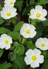 Cistus x corbariensis