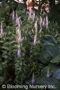 Veronica longifolia 'Lavender Charm'            