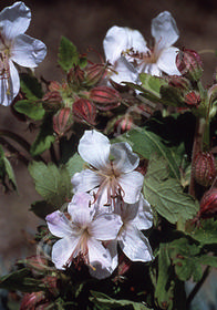 Geranium macrorrhizum 'Album'