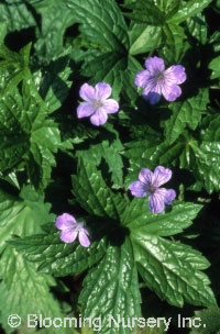 Geranium nodosum                                  