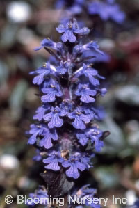 Ajuga reptans 'Braunherz'                         