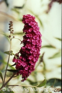 Buddleia davidii 'Purple Prince'                  