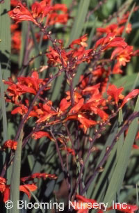 Crocosmia 'Severn Seas'