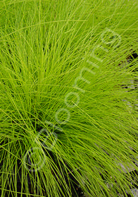 Deschampsia flexuosa 'Aurea' ('Tatra Gold')