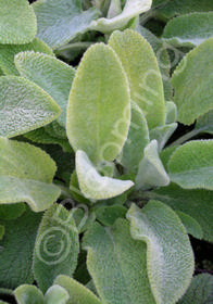 Stachys byzantina 'Primrose Heron'