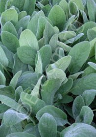 Stachys byzantina 'Helen von Stein'