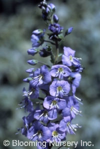 Veronica gentianoides                             