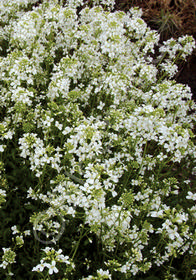 Arabis ferdinandi-coburgi 'Old Gold'