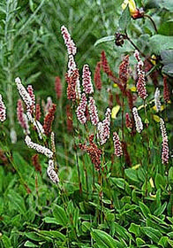 Persicaria affinis 'Dimity'                  