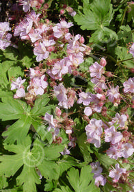 Geranium macrorrhizum 'Ingwerson's Variety'