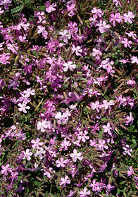 Saponaria lempergii 'Max Frei'                 