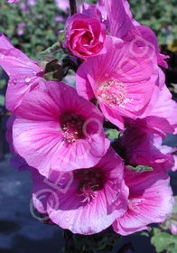 Lavatera 'Bredon Springs'