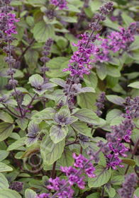 Ocimum basilicum 'Magic Mountain'