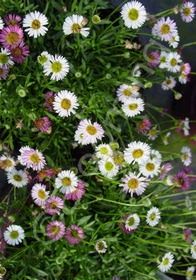 Erigeron karvinskianus 'Spindrift'