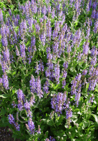 Salvia nemorosa 'Blue Hill' 