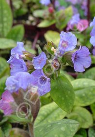 Pulmonaria saccharata 'Smokey Blue'