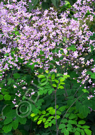 Thalictrum rochebrunianum