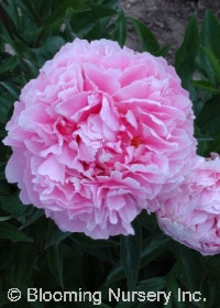 Paeonia 'Large Medium Pink'                       