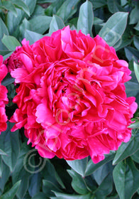 Paeonia  Karl Rosenfield'