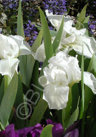 Iris pumila 'Alba'                                