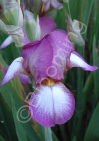 Iris pumila 'Yo Yo'