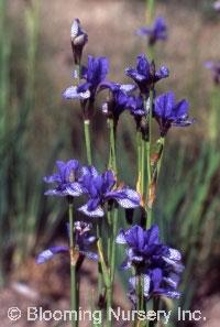 Iris sibirica 'Flight of Butterflies'