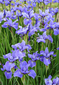 Iris sibirica 'Dancing Nanou'