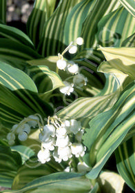 Convallaria majalis 'Aureovariegata'