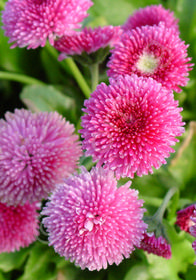 Bellis perennis 'Pomponette Rose'