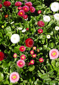 Bellis perennis 'Pomponette Mix'