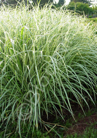 Miscanthus sinensis 'Variegatus'