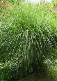 Miscanthus sinensis 'Gracillimus'