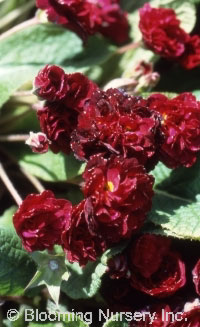 Primula vulgaris 'April Rose'                     