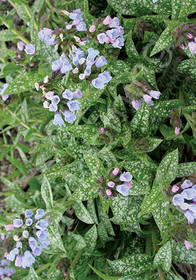 Pulmonaria longifolia 'Roy Davidson'