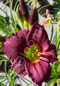 Hemerocallis 'Barbary Corsair'