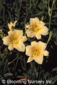 Hemerocallis 'Butterpat'                          