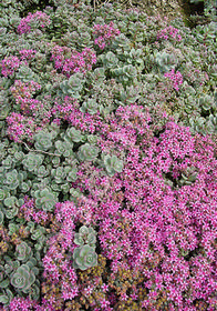 Sedum pluricaule 'Island of Sakhalin'