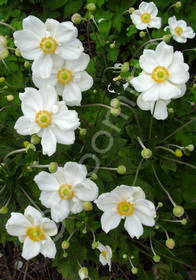 Anemone x hybrida 'Honorine Jobert'