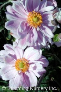 Anemone x hybrida 'Queen Charlotte'