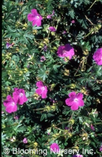 Geranium sanguineum 'Max Frei'