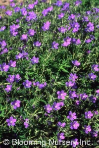 Geranium clarkei 'Kashmir Purple'