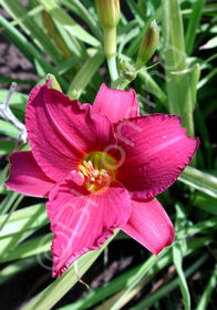 Hemerocallis 'Little Wine Cups'