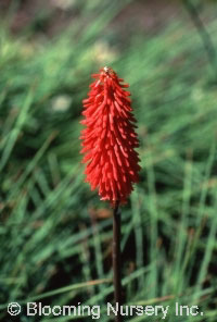 Kniphofia 'Glow'                                  