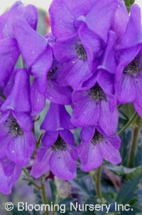 Aconitum carmichaelii 'Spatlese'                  