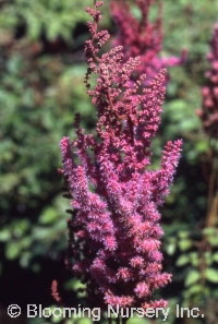 Astilbe chinensis 'Veronica Klose'