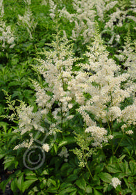 Astilbe x arendsii 'Snowdrift'