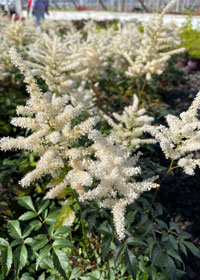 Astilbe x japonica 'Deutschland'