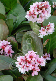 Bergenia crassifolia 'Beethoven'