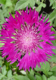 Centaurea dealbata 'Steenbergii'